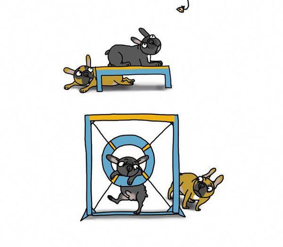 Start Saving Today Dog Training For Agility Agility Training For
