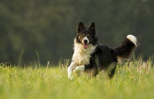Bordercollie Colliepoint Herding Dogs Dog Breeds Dogs