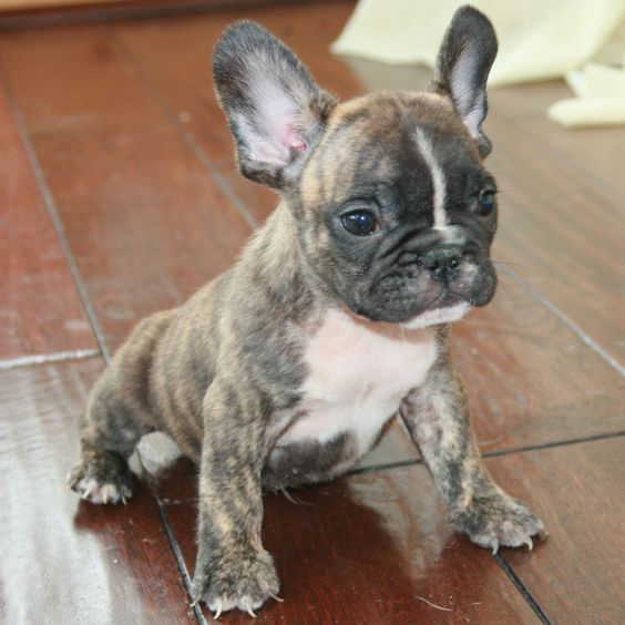 French Bulldog Facts French Bulldog Puppy French Bulldog Blue
