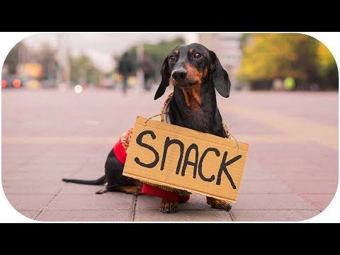 Youtube Funny Dachshund Funny Dog Videos Aggressive Dog