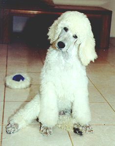 Standard Poodle Puppies Standard Poodles San Diego Poodles In