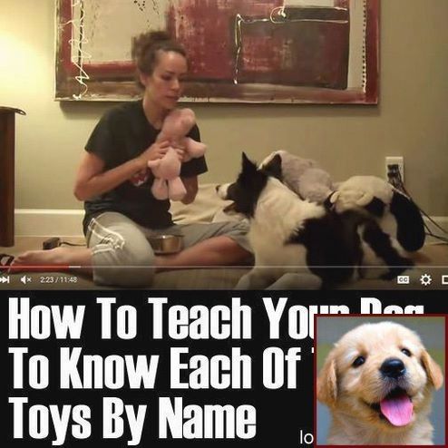 Dog Behavior Nibbling And Clicker Training Deaf Dogs Dog