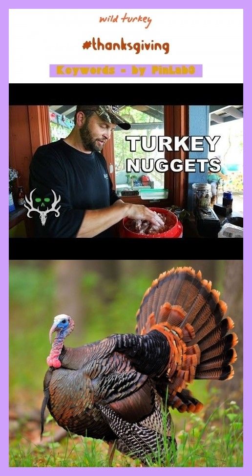Wild Turkey Wilder Truthahn Dinde Sauvage Wild Turkey Wilder Truthahn