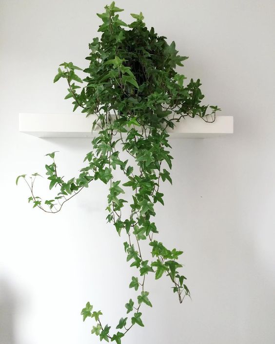 hedera helix english ivy air purifying house plants clean air plants plants healthy air air purifier houseplants indoor plants plants decor home decor interior style plant corner nordic style scandinavian living vintage style urban jungle indoor jungle minimalist design boho decor gardening living room decor  #houseplants #airpurifyingplants #englishivy #hederahelix