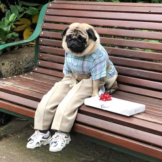 Pug Funny Animals Cute Pugs Baby Pugs
