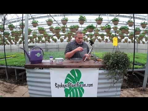 How To Propagate A Tahitian Bridal Veil Youtube Bridal Veil Plant Bridal Veil Bridal How To Propagate A Tahitian Bridal Veil Youtube Bridal Veil Plant Bridal Veil Bridal