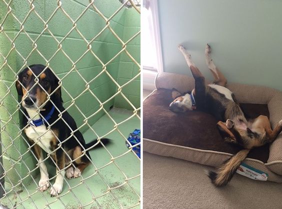 antes y después de un perro adoptado antes y después de un perro adoptado
