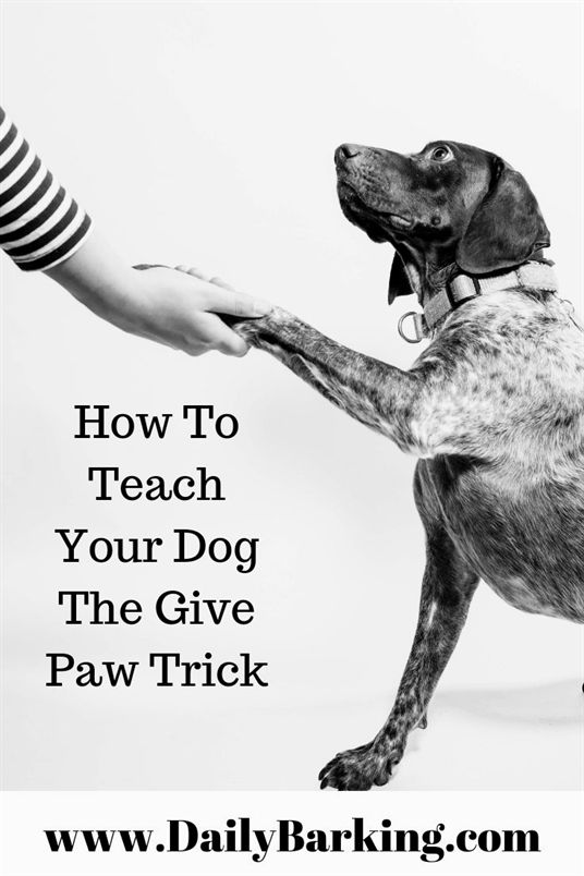 Dog Training Albuquerque Dog Training Rope Dog Training 4