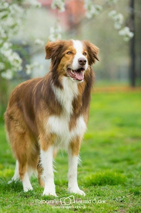 2 Year Old Border Collie Lab Mix An Estimate Of What My Oliver May Look Like In Some Months Smartest Dogs Mixed Breed Dogs Puppy Paws