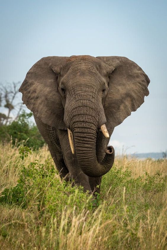 Elephants Love