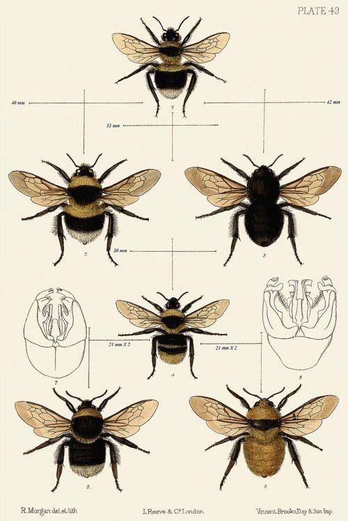 Insect Art DIGITAL FILES Printable Gold BumbleBee Print Bee Illustration Gold White BumbleBee sign Vintage BumbleBee Drawing Nature Print