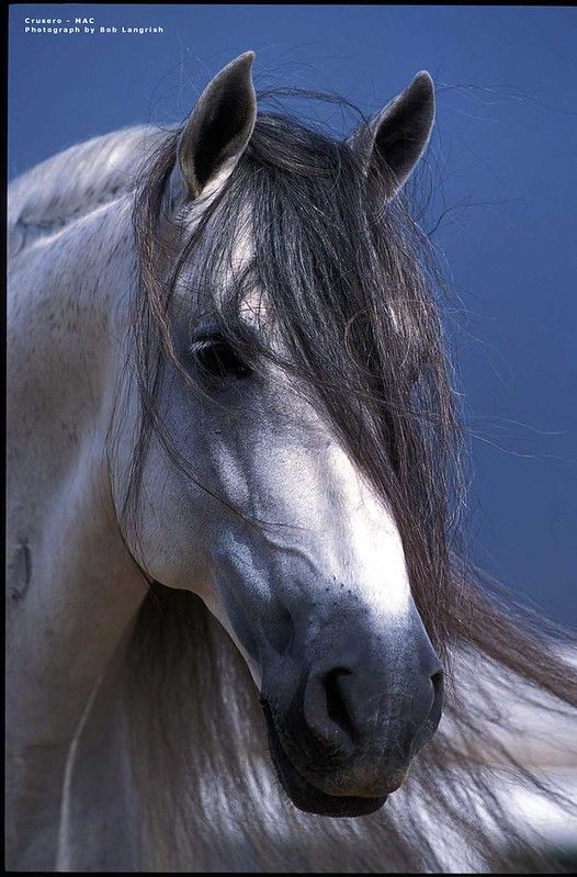 pre-horse-crusero-10
