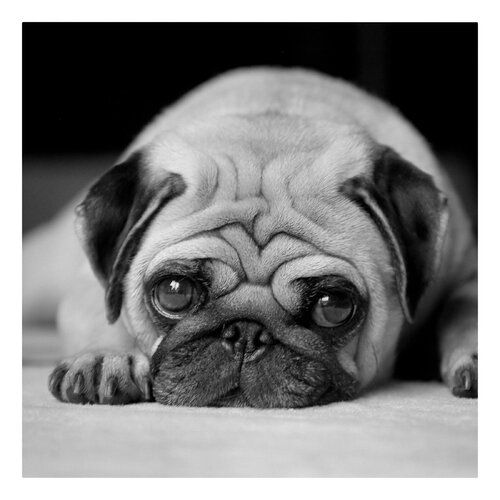 Pug Loves You Ii Photographic Art Print On Canvas East Urban Home