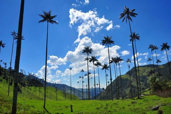 The wax palms of Valle de Cocora, Colombia near Armenia