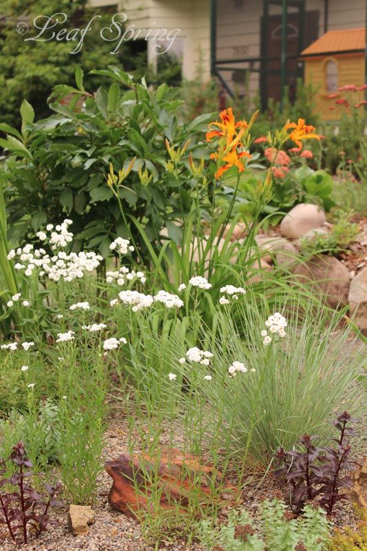 ✔️18++ Perennial flowers edmonton - ideas Updated 10 dbac8691a418f6d01dd6ff09fcc8b99e leaf spring gravel garden