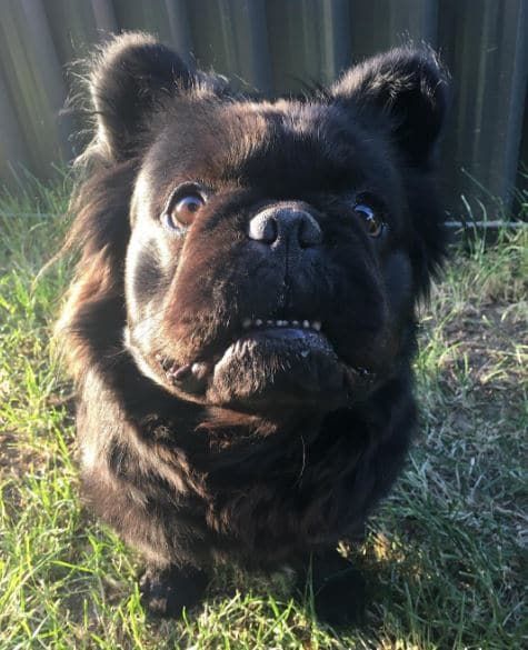 Dogsorb It S Dog Thing Find More About This At Https Www Dogsorb Com Dogsorb Bluefrench Bulldog Puppies English Bulldog Puppies French Bulldog Puppies