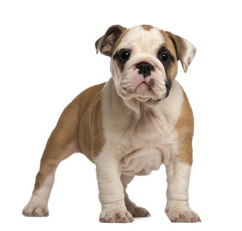 English Bulldog Breed Information Photos History And Care Advice