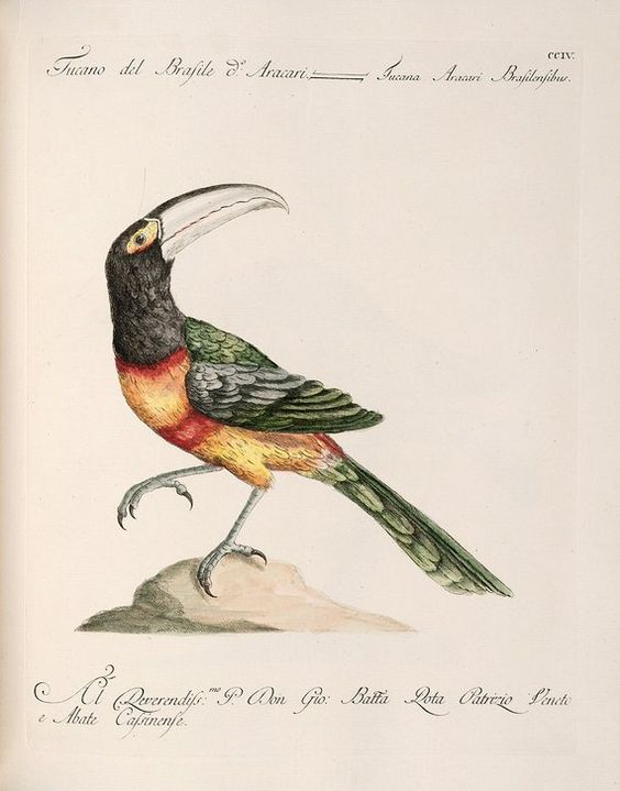 Saverio Manetti 1767-1776 /"Yellow-crested Cockatoo/" — Giclee Fine Art Print