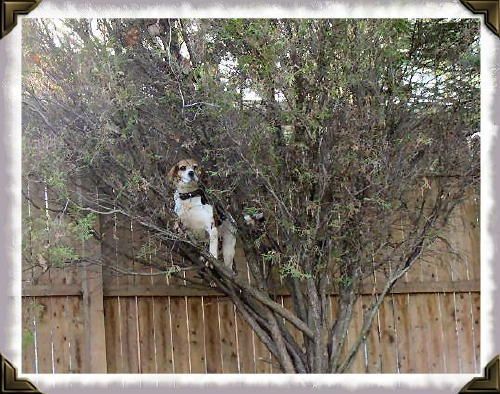 New Jersey Beagles At Breezy Point Beagle Funny Dog Photos Hd