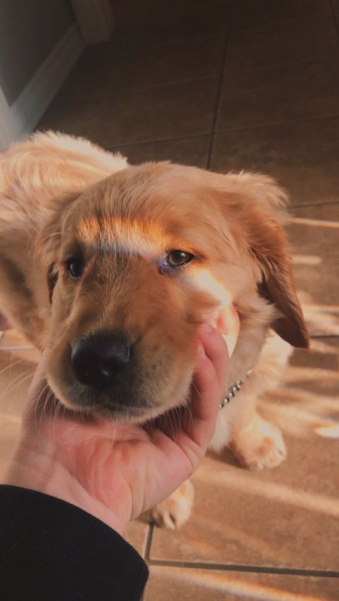 Pin By Mashiyat On Pups In 2020 With Images Cute Baby Animals