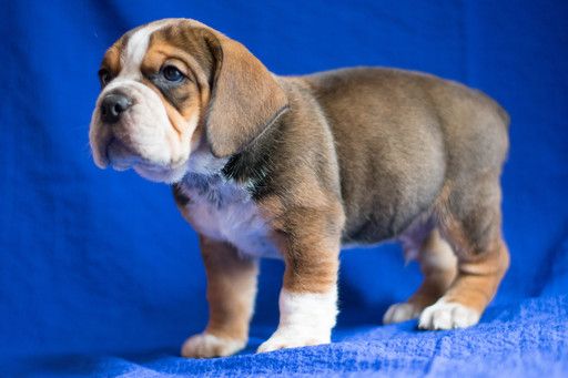 Beabull Puppy For Sale In Kent Oh Adn 65109 On Puppyfinder Com