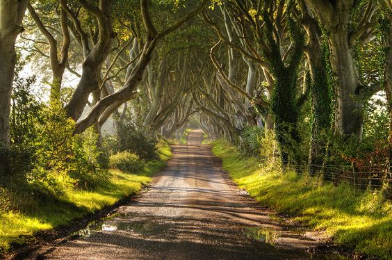 Los Dark Hedges son unos árboles que fueron plantados en el S.XVIII. Son famosos por su apariencia tétrica y han aparecido en muchas pelÃculas, como en la serie Juego de Tronos