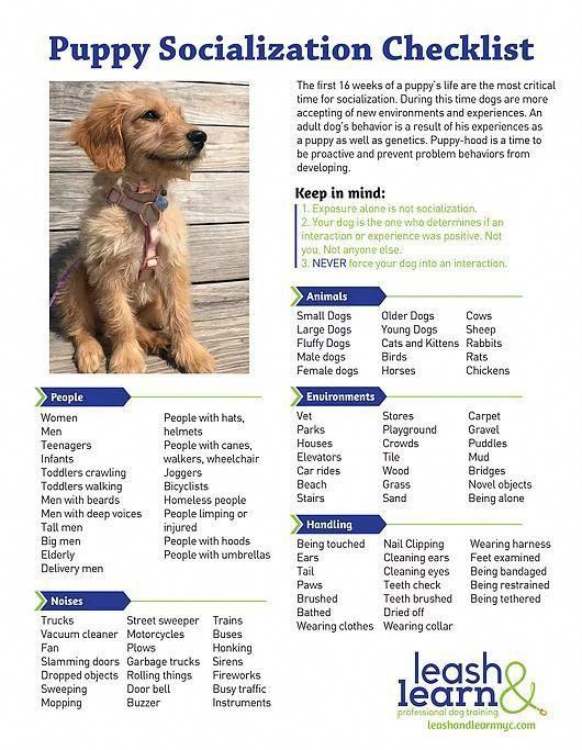 Healthy Food For Dog Dog Food Lidl Dog Food Upset Stomach Dog