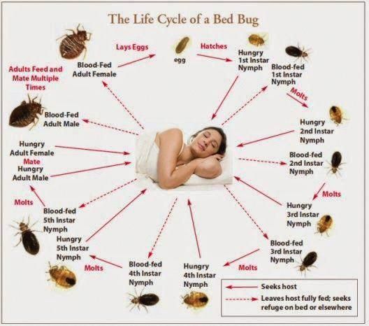 Bed Bugs With Images Bed Bugs Rid Of Bed Bugs Bed Bug Bites