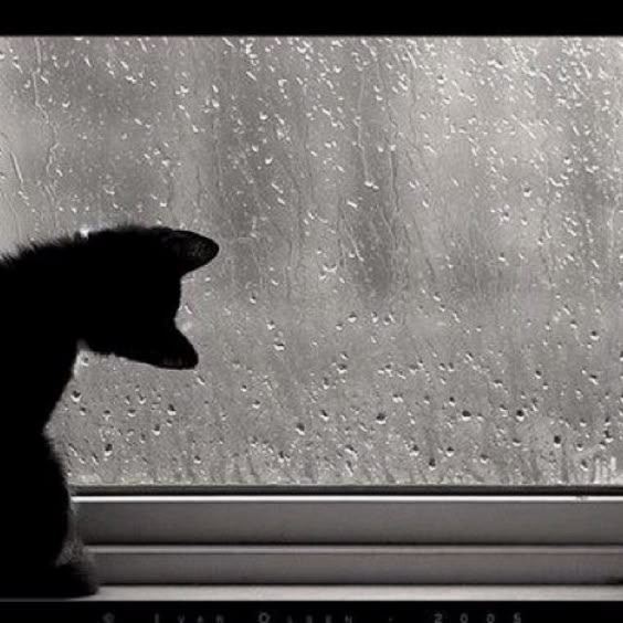 Caturday Adorable Kitten Pictures