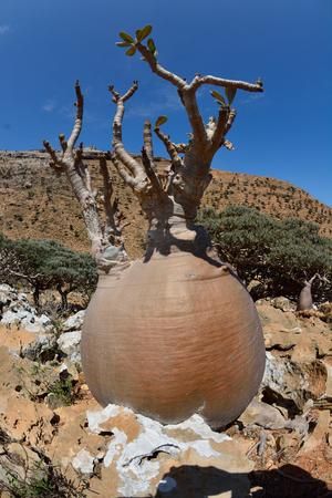 Adenium - Photos of Homhil. This protected area, which is located in the northeastern part of Socotra island, is home to thousands of Adenium obesum socotranum, Dracena cinnabari, Euphorbia arbuscula and Dendrosicyos socotranus (cucumber tree), only to mention a few examples. This is an Adenium obesum socotranum having a particularly "fat" stem.