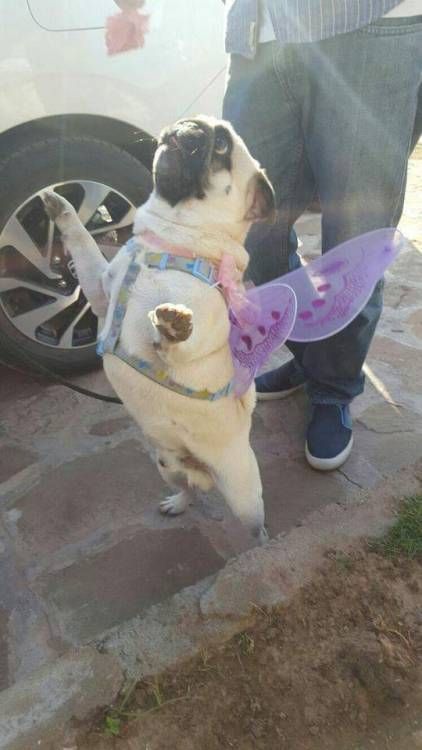 The Daily Pug Blog
