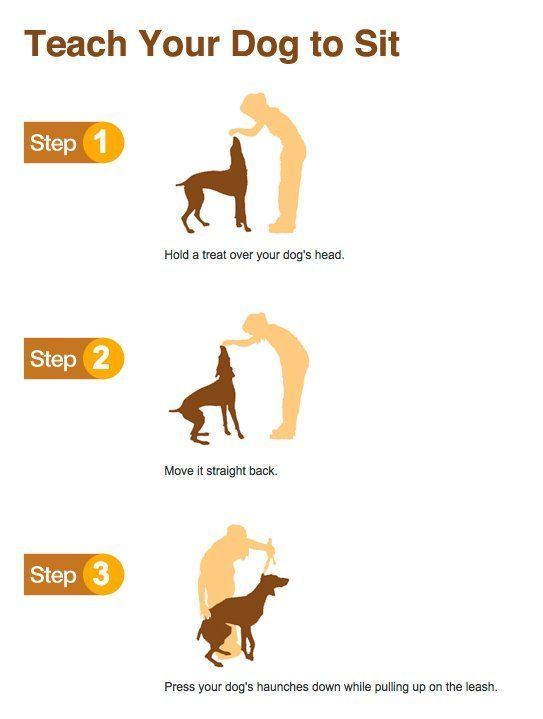 Teach Your Dog To Sit Dog Training Obedience Dogs