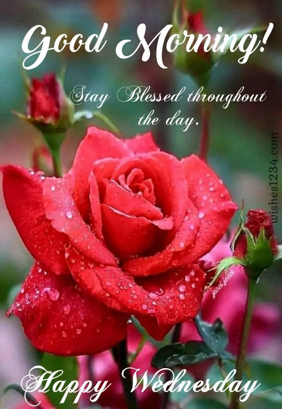Wednesday Quotes | Wednesday blessings