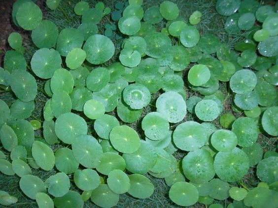 Lochita Una Planta Medicinal Y Hasta Alimenticia Plantas Medicinales Hierbas Plantas Medicinales Cultivo De Plantas