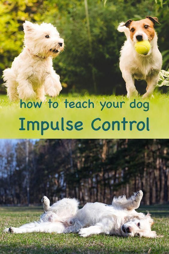 Dog Training For Dummies Canyoutrainyourdog Training Your Dog