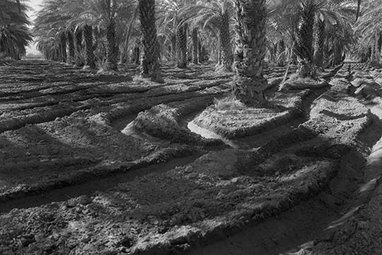 Date Palms By Dorothea Lange 2 Art Print Art Prints Dorothea Lange Date Palm