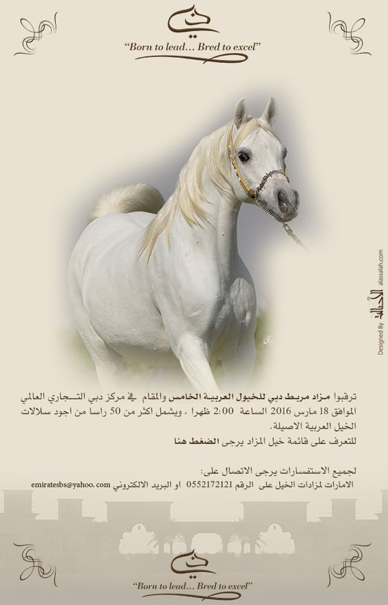 Subasta De Razas De Caballos Arabes De Dubai Breeds Horses Arabian Horse