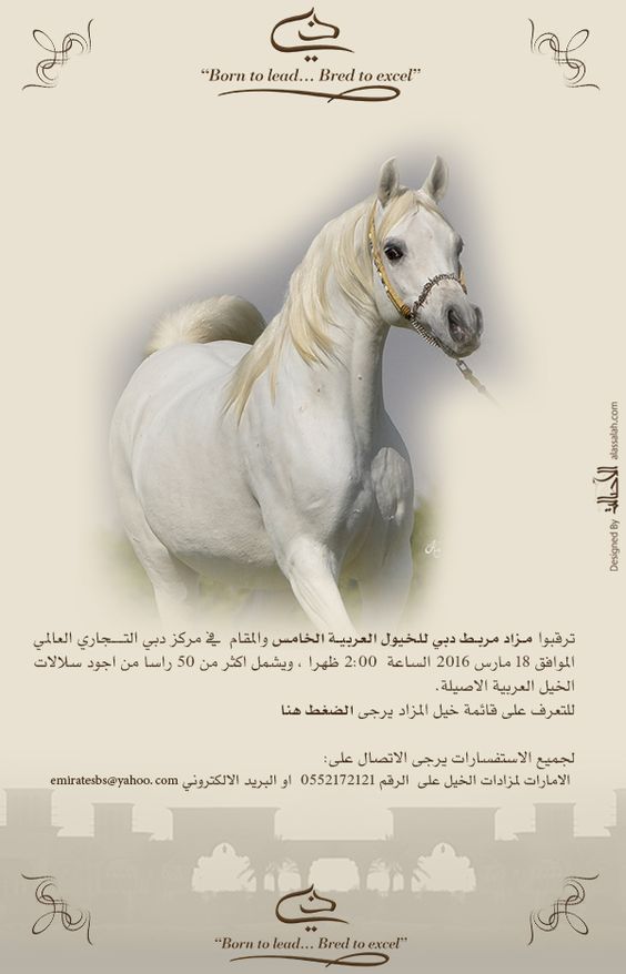 Subasta De Razas De Caballos Arabes De Dubai يولد الخيول الخيول العربية الأصيلة