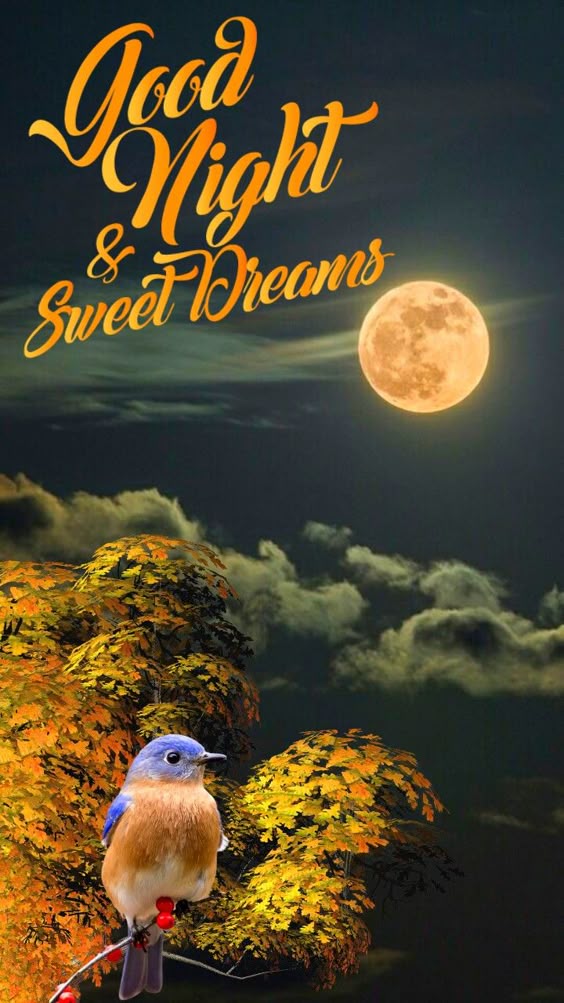 good-night