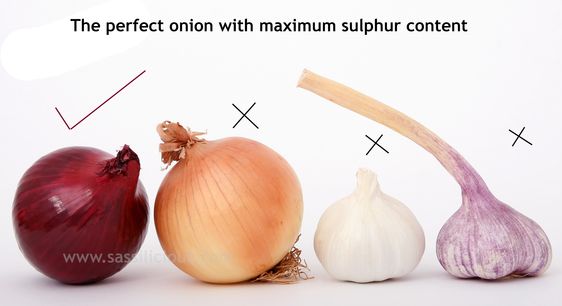 best Onion for hair growth