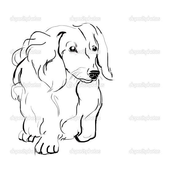 Image Result For Long Haired Dachshund Drawing Dachshund Drawing