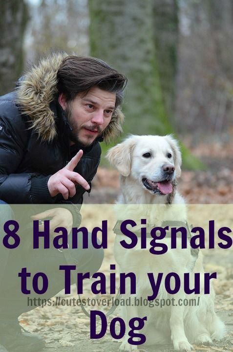 Pin On Dog Lovers