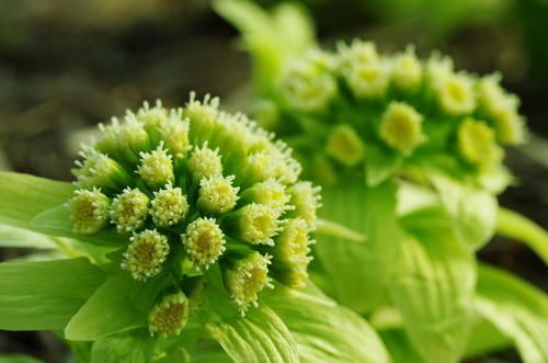 山菜の種類や山菜採りのマナーを解説 まずは基礎知識を学ぼう 食の知識 オリーブオイルをひとまわし 毒草 食 ポリフェノール 山菜の種類や山菜採りのマナーを解説 まずは基礎知識を学ぼう 食の知識 オリーブオイルをひとまわし 毒草 食 ポリフェノール
