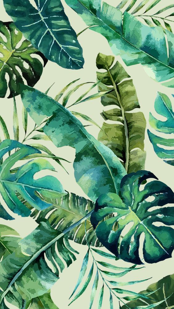 Tropical leaves Fondos de pantalla verde Fondos de pantalla Tropical leaves Fondos de pantalla verde Fondos de pantalla
