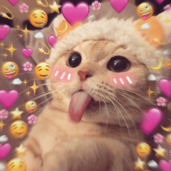 dp-cute-cat