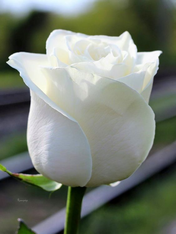 roes-flowars