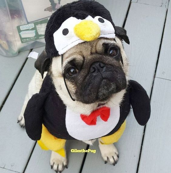 Sweet penguin Pug!!!