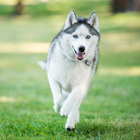 40 Best Medium Sized Dogs Dog Breeds Siberian Husky Dog Wolf