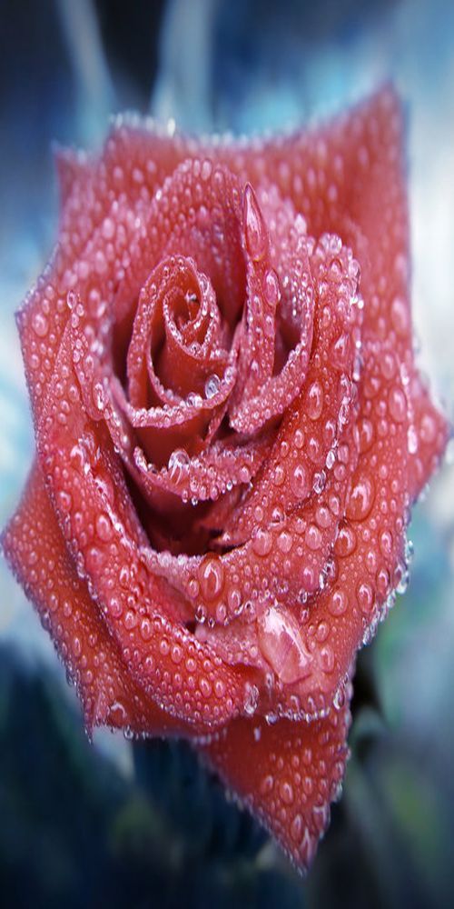 beautiful flowers"colombiana" !!