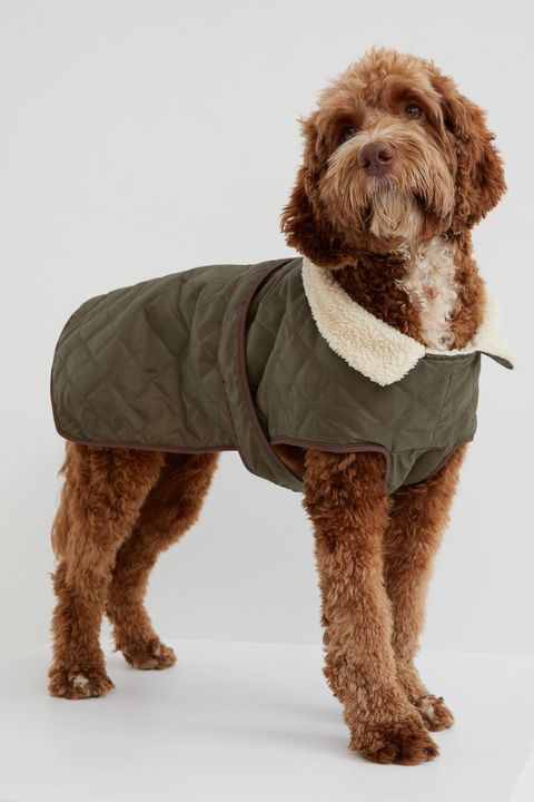 Do Dogs Need Coats In Winter 5 Things To Check 2022 Dog Jacket Dog Jacket Coats Dogs, Do Dogs Need Coats For Winter